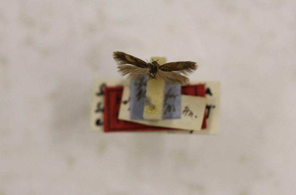 Ein präpariertes Insekt mit darunter befestigten verschiedenen Papierschildchen aus der Sammlung Heinemann.