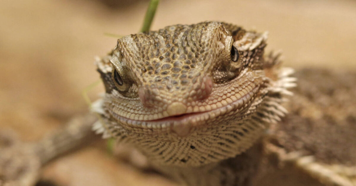 NaturWelten Landesmuseum Hannover
