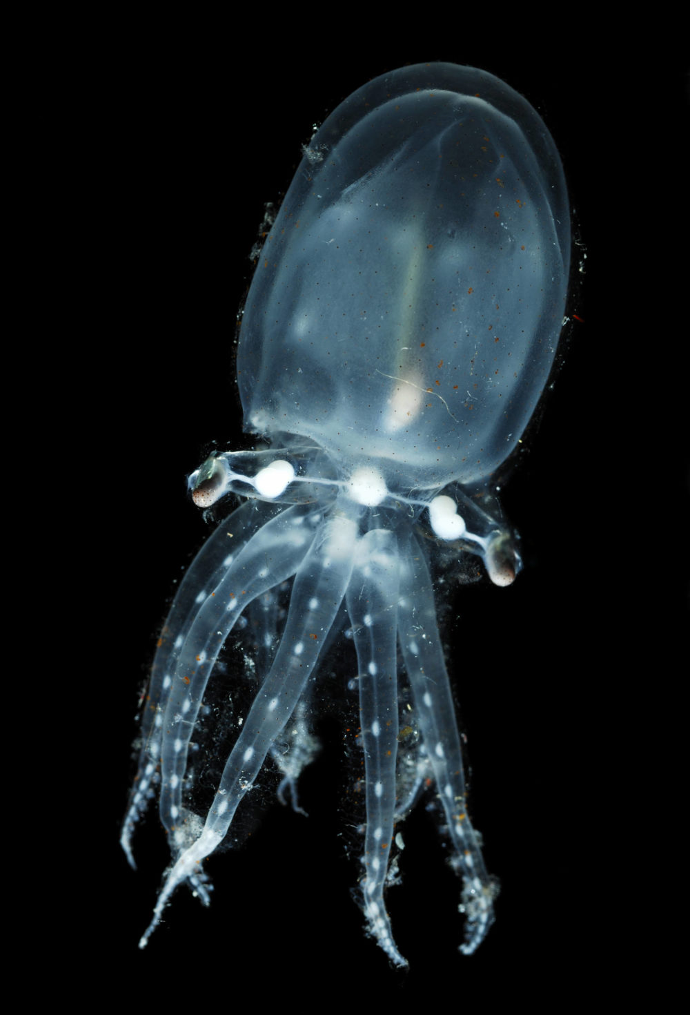 Eine Tiefseequalle mit transparent-bläulichem Körper vor schwarzem Hintergrund.