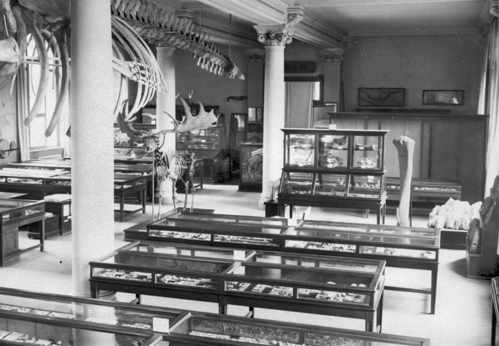 Schwarzweißfoto eines historischen Ausstellungsraums der Naturkunde mit einem von der Decke hängenden Tierskelett.