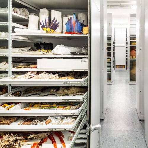 Hier geht es zur ethnologischen Sammlung.