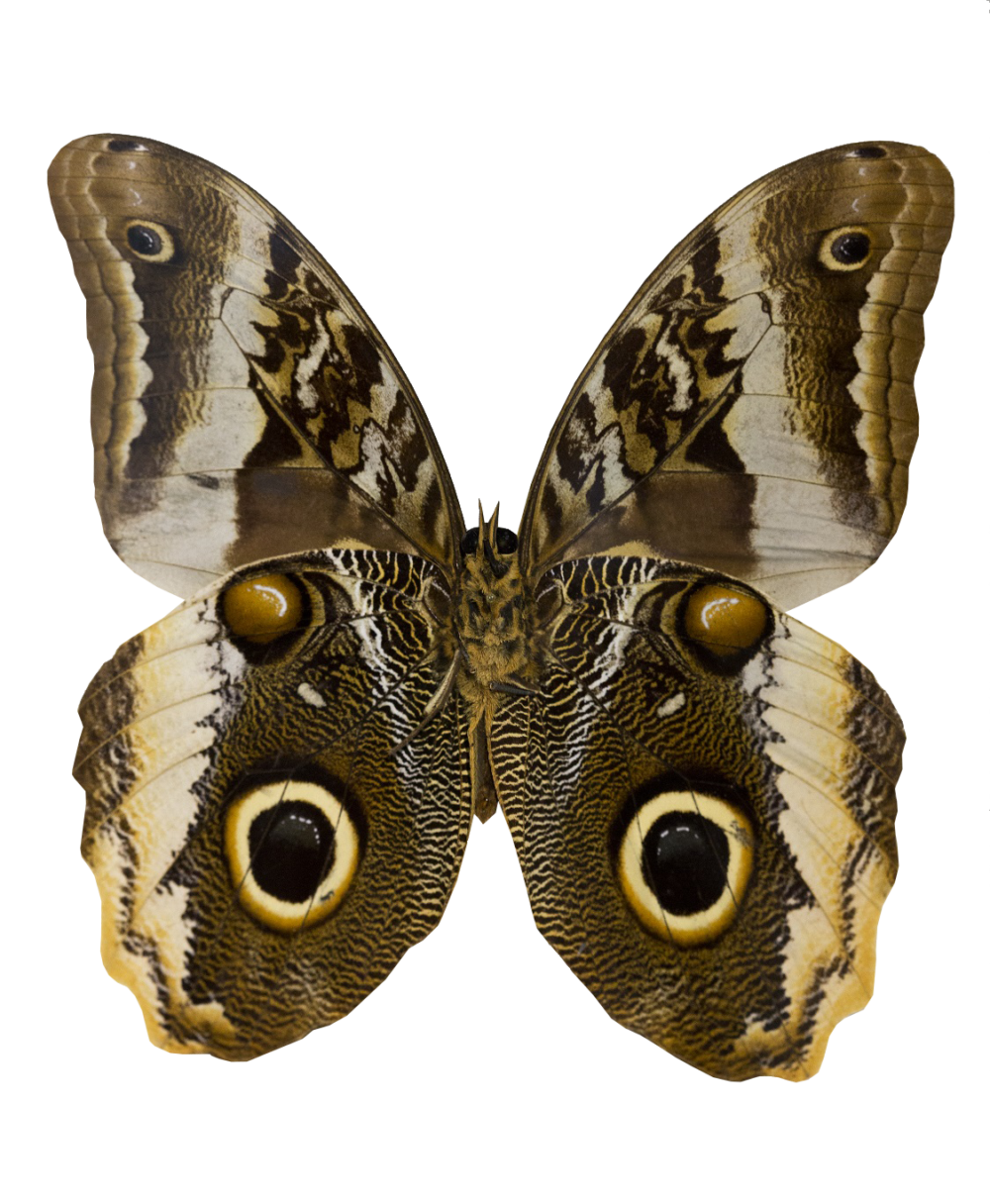 bemalter Schmetterling wohl ab 2010 Filigran gestalteter Zierknopf