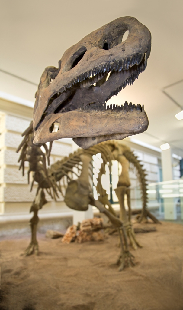 Ein Dinosaurierskelett in der Untersicht mit Blick ins halbgeöffnete Maul.