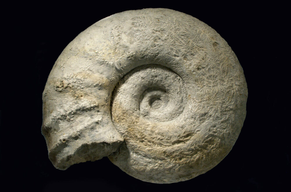 Fossiler Ammonit.